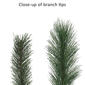 Puleo International 7.5ft. Slim Teton Pine Christmas Tree - image 5