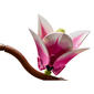 LEGO® Botanicals Magnolia Branches Building Kit - image 6