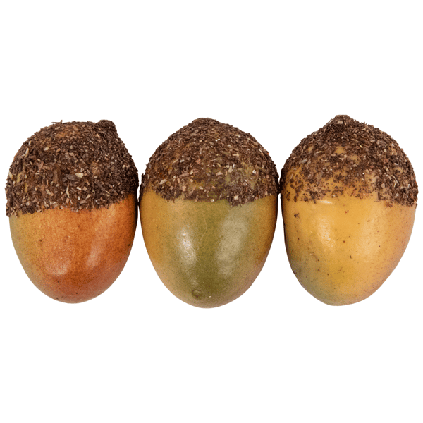 Northlight Fall Harvest 11pc. Acorns & Maple Leaves Decor Set