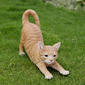 Hi-Line Gift Orange Tabby Cat Stretching Garden Statue - image 7