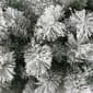 Puleo International 6ft. Pre-Lit Spruce Christmas Tree - image 6