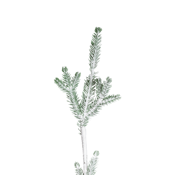Northlight 5ft. Frosted Slim Pine Christmas Tree in Burlap Base