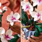 LEGO&#174; Botanical Orchid - image 6