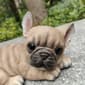 Hi-Line Gift Resting French Bulldog Garden Statue - image 6