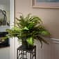 National Tree 20in. Fern Plant - image 2