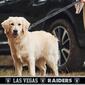 NFL Las Vegas Raiders Dog Leash - image 2