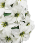 Puleo International 36in. Pre-Lit Potted White Poinsettias - image 5