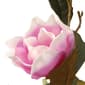 National Tree 48in. Pink Magnolia Tree - image 4