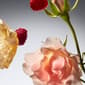 Philosophy Amazing Grace Eau de Parfum Intense - image 6