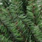 Northlight Seasonal 16" Mini Pine Artificial Christmas Wreath - image 3