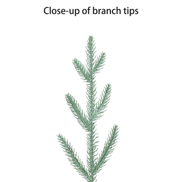 Puleo International 2ft. Pre-Lit Potted Arctic Fir Christmas Tree