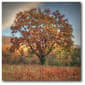 Courtside Market Autumn Tree In The Field Wall Art - image 1