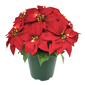 Puleo International 19in. Pre-Lit Potted Red Poinsettias - image 1