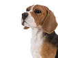 Hi-Line Gift Sitting Beagle Dog Garden Statue - image 5