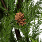 Northlight Real Touch™ 24in. Cypress & Pinecone Christmas Wreath - image 5