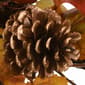National Tree 30in. Harvest Maple Leaves Corner Swags - image 2