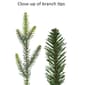 Puleo International 6.5ft. Pre-Lit Balsam Fir Christmas Tree - image 6