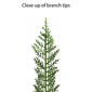 Puleo International 9ft. Pre-Lit Cypress Christmas Tree - image 6