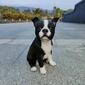 Hi-Line Gift Boston Terrier Garden Statue - image 5