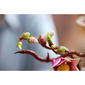 LEGO® Botanicals Magnolia Branches Building Kit - image 13
