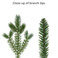 Puleo International 6.5ft. Pre-Lit Linden Fir Christmas Tree - image 7