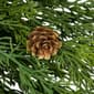Northlight Seasonal 24in. Cedar Artificial Christmas Wreath - image 5