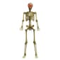 Battery-Operated 60in. Posable Skeleton with Red LED Eyes - image 1
