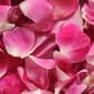 Michael Kors Sparkling Blush Eau de Parfum Spray - image 4