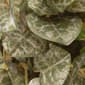National Tree 10in. Potted Plant - image 4
