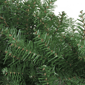 Northlight 48in. Northern Pine Artificial Christmas Wreath - image 2