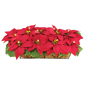 Puleo International 24in. Pre-Lit Red Poinsettia Window Box Décor - image 1