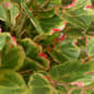 National Tree 10in. Potted Plant - image 3