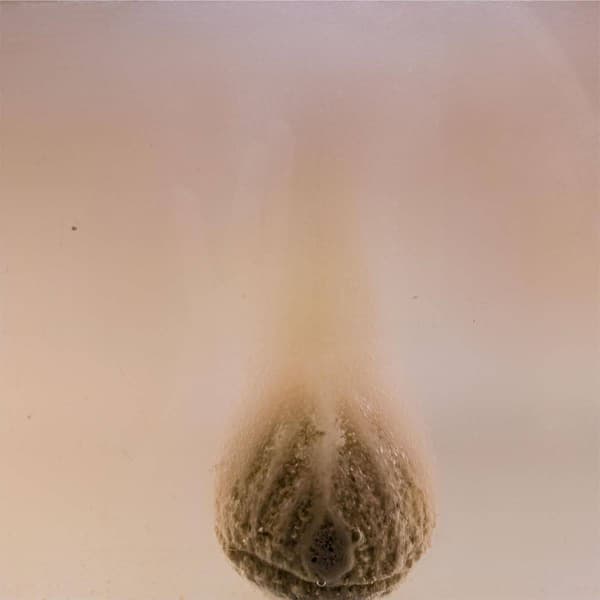 Cosset Tahitian Vanilla Sensual Bubble Bath Therapy Bomb®