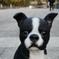 Hi-Line Gift Boston Terrier Garden Statue - image 6