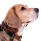 NFL Cincinnati Bengals Dog Collar - image 3