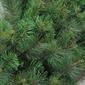 Northlight Seasonal 60in. Artificial Canyon Pine Christmas Wreath - image 2
