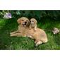 Hi-Line Gift Mother & Baby Golden Retriever Garden Statue - image 6