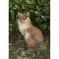 Hi-Line Gift Mother & Baby Fox Sitting Garden Statue - image 5