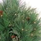 National Tree 26in. Black Tie Xmas Needles & Cedar Urn Filler - image 3