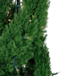 Northlight 4.5ft Real Touch™ Pre-Lit Cedar Double Spiral Tree - image 6
