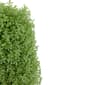 Northlight Seasonal 15in. Artificial Boxwood Cone Topiary Tree - image 4
