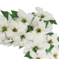 Puleo International 6ft. Pre-Lit White Poinsettia Garland - image 5