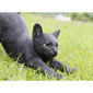 Hi-Line Gift Black Cat Stretching Garden Statue - image 5