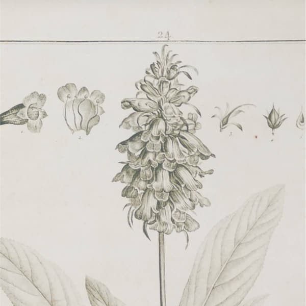 9th & Pike&#174; Large Vintage Botanical Prints - Set of 2