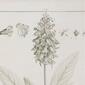 9th & Pike&#174; Large Vintage Botanical Prints - Set of 2 - image 3
