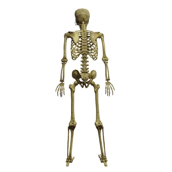 Battery-Operated 60in. Posable Skeleton with Red LED Eyes