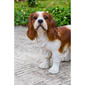 Hi-Line Gift Brown & White King Charles Spaniel Garden Statue - image 7