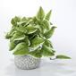 Life-Like Artificial Philodendron Plant in Grey Planter - image 1