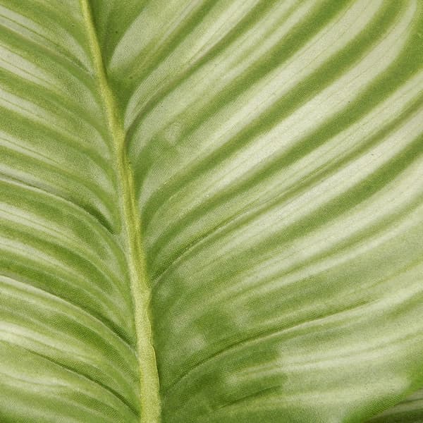 National Tree Garden Accents 30in. Calathea Plant