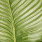 National Tree Garden Accents 30in. Calathea Plant - image 3